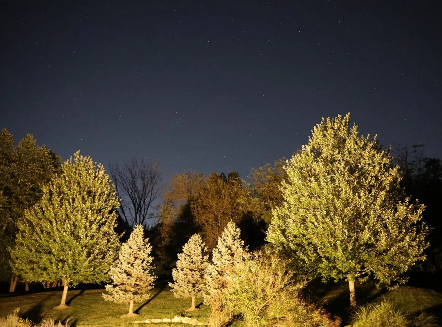 Illuminated trees against a night sky