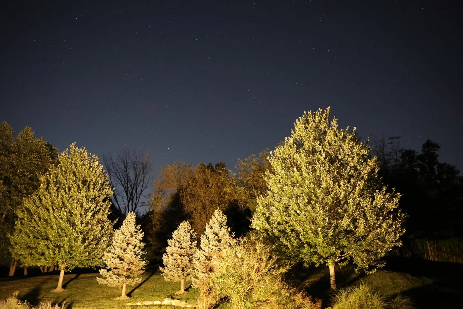 Lit trees against a deep blue evening sky